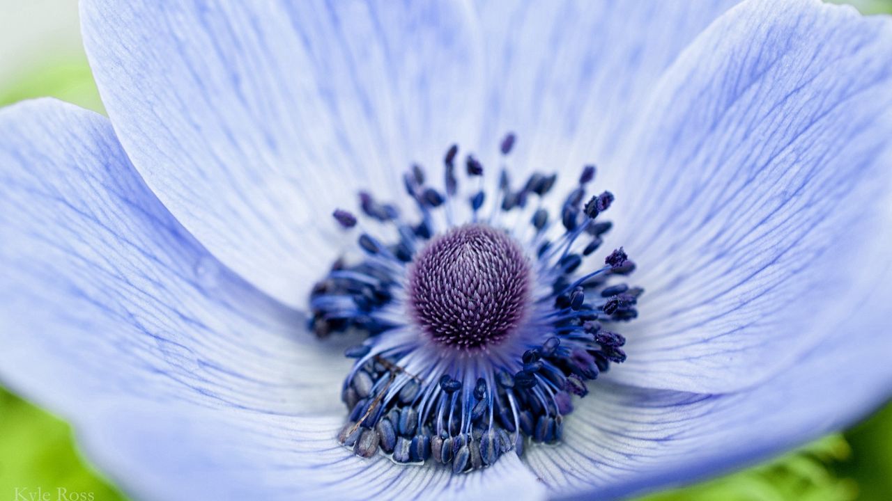 Wallpaper flower, lilac, petals