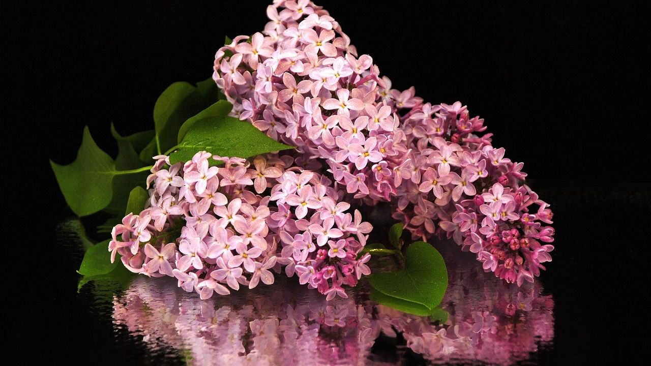 Wallpaper flower, lilacs, bouquet, branch