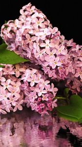 Preview wallpaper flower, lilacs, bouquet, branch