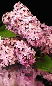 Preview wallpaper flower, lilacs, bouquet, branch