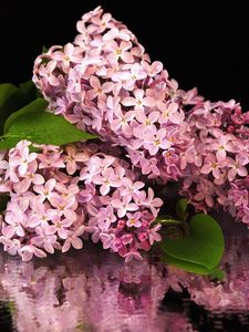 Preview wallpaper flower, lilacs, bouquet, branch