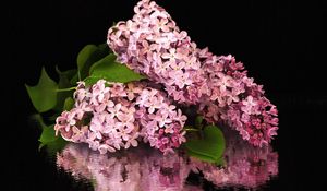 Preview wallpaper flower, lilacs, bouquet, branch