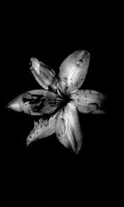 Preview wallpaper flower, lily, bw, dark, wet, drops