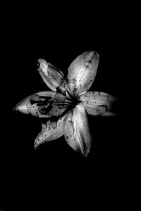 Preview wallpaper flower, lily, bw, dark, wet, drops