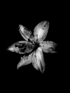 Preview wallpaper flower, lily, bw, dark, wet, drops