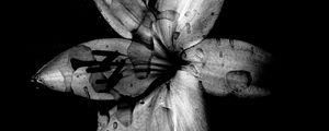 Preview wallpaper flower, lily, bw, dark, wet, drops