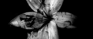 Preview wallpaper flower, lily, bw, dark, wet, drops