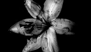 Preview wallpaper flower, lily, bw, dark, wet, drops