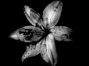 Preview wallpaper flower, lily, bw, dark, wet, drops