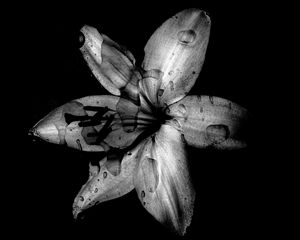 Preview wallpaper flower, lily, bw, dark, wet, drops