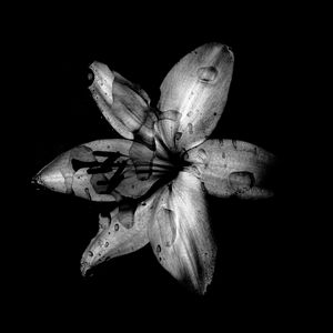Preview wallpaper flower, lily, bw, dark, wet, drops