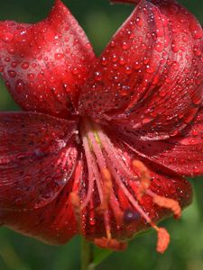 Preview wallpaper flower, lily, drops, dew, stamen