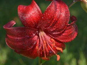 Preview wallpaper flower, lily, drops, dew, stamen