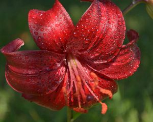 Preview wallpaper flower, lily, drops, dew, stamen