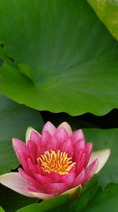 Preview wallpaper flower, lily, lotus leaves, water
