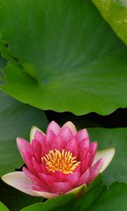 Preview wallpaper flower, lily, lotus leaves, water