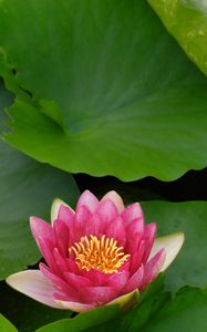 Preview wallpaper flower, lily, lotus leaves, water