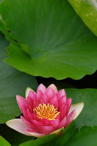 Preview wallpaper flower, lily, lotus leaves, water