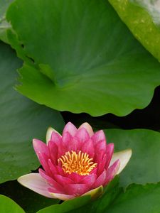 Preview wallpaper flower, lily, lotus leaves, water