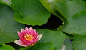 Preview wallpaper flower, lily, lotus leaves, water