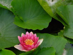 Preview wallpaper flower, lily, lotus leaves, water