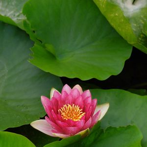 Preview wallpaper flower, lily, lotus leaves, water