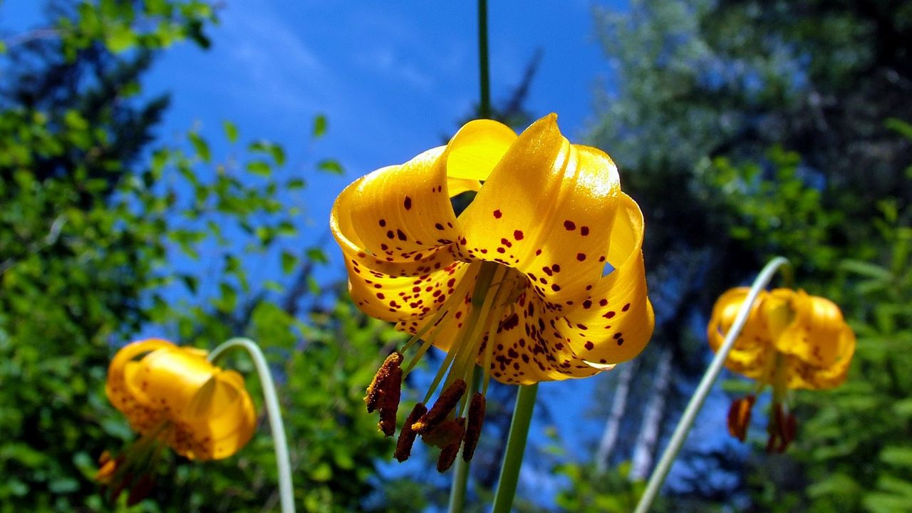 Wallpaper flower, lily, nature, spotted hd, picture, image