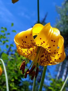 Preview wallpaper flower, lily, nature, spotted