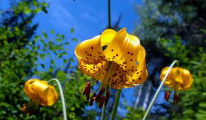 Preview wallpaper flower, lily, nature, spotted