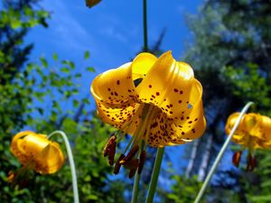 Preview wallpaper flower, lily, nature, spotted