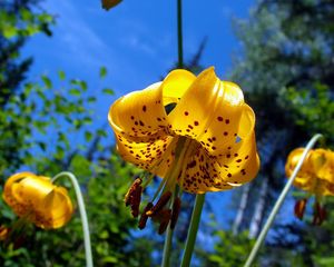 Preview wallpaper flower, lily, nature, spotted