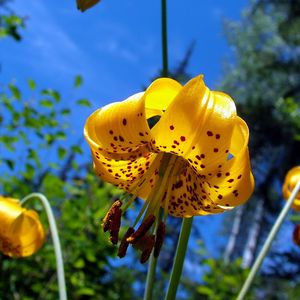 Preview wallpaper flower, lily, nature, spotted