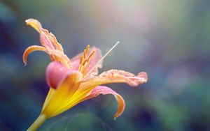 Preview wallpaper flower, lily, petals, curved