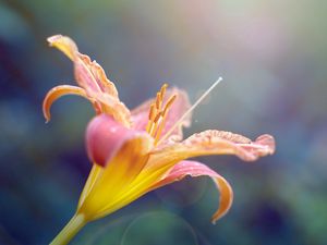 Preview wallpaper flower, lily, petals, curved