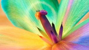 Preview wallpaper flower, lily, stamens, colorful