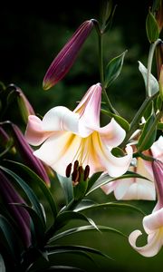 Preview wallpaper flower, lily, white, pink, leaves