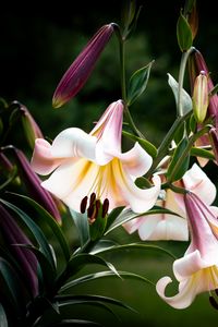 Preview wallpaper flower, lily, white, pink, leaves