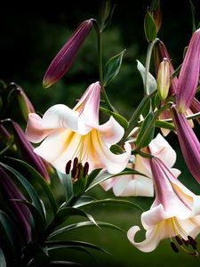 Preview wallpaper flower, lily, white, pink, leaves