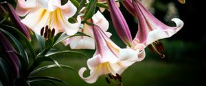 Preview wallpaper flower, lily, white, pink, leaves