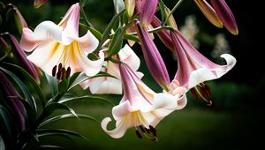 Preview wallpaper flower, lily, white, pink, leaves