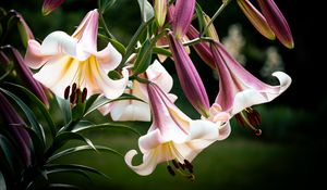 Preview wallpaper flower, lily, white, pink, leaves