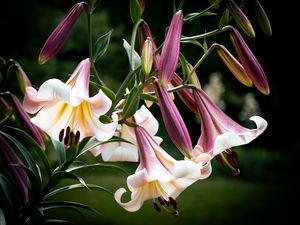 Preview wallpaper flower, lily, white, pink, leaves