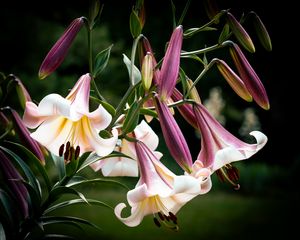 Preview wallpaper flower, lily, white, pink, leaves