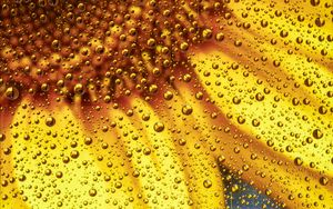 Preview wallpaper flower, liquid, bubbles, macro, yellow