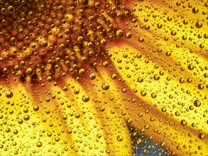 Preview wallpaper flower, liquid, bubbles, macro, yellow