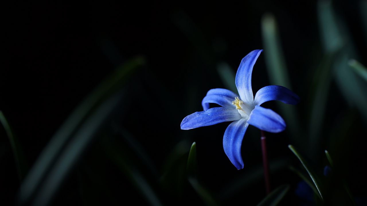 Wallpaper flower, macro, blue, bloom