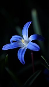 Preview wallpaper flower, macro, blue, bloom