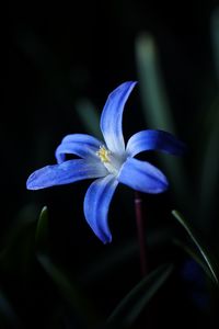 Preview wallpaper flower, macro, blue, bloom