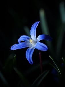 Preview wallpaper flower, macro, blue, bloom