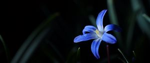 Preview wallpaper flower, macro, blue, bloom